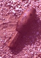 globular_whistle.jpg