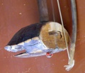 dscf9279.jpg
