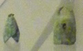 dscf9774.jpg