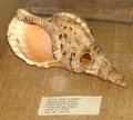 pict0035.jpg