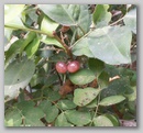 berry.jpg
