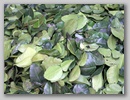 pict0073.jpg