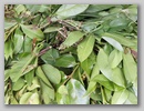 pict0099.jpg