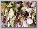 pict0100.jpg