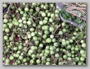 pict0130.jpg