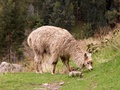 pict0029.jpg