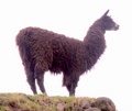 pict0030.jpg