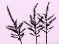 pict0038.jpg