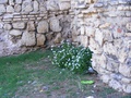 dscf4011.jpg