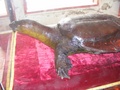 dscf0607.jpg