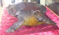 dscf0608.jpg