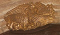 pict0089.jpg