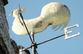 dscf8393.jpg