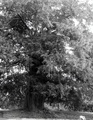 dscf4715.jpg
