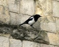 img_9798.jpg