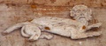 dscf1437.jpg