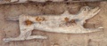 dscf1443.jpg
