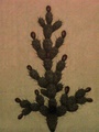 pict0204.jpg