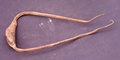 mandaras_initiates_head_ornament.jpg