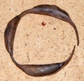 mandaras_iron_ankle_rattles.jpg