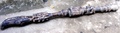 nigeria_wooden_staff.jpg