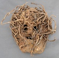 nepal_tree_root_mask.jpg