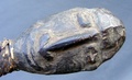 sago_tongs_closeup.jpg