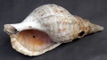 transverse_conch.jpg
