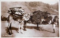 dscn5924.jpg