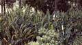 bananas_in_field.jpg