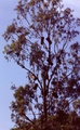 beehives_in_tree.jpg