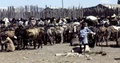 donkeys_at_market.jpg