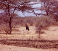 ground_hornbills_2.jpg