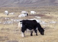 black_yak_1.jpg