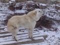 dsc00705.jpg