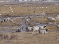 dsc00717.jpg