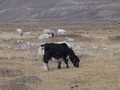 dsc00718.jpg