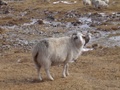 dsc00719.jpg