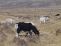 dsc00720.jpg
