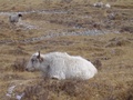 dsc00721.jpg