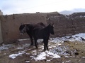 dsc00727.jpg