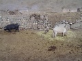 dsc00729.jpg