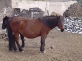 dsc00730.jpg