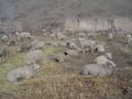 dsc00731.jpg