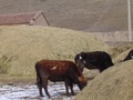 dsc00733.jpg