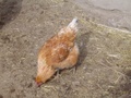 dsc00734.jpg
