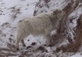 small_white_yak.jpg