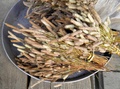 pc200086.jpg