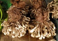 pc200095.jpg