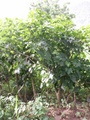 pict0147.jpg